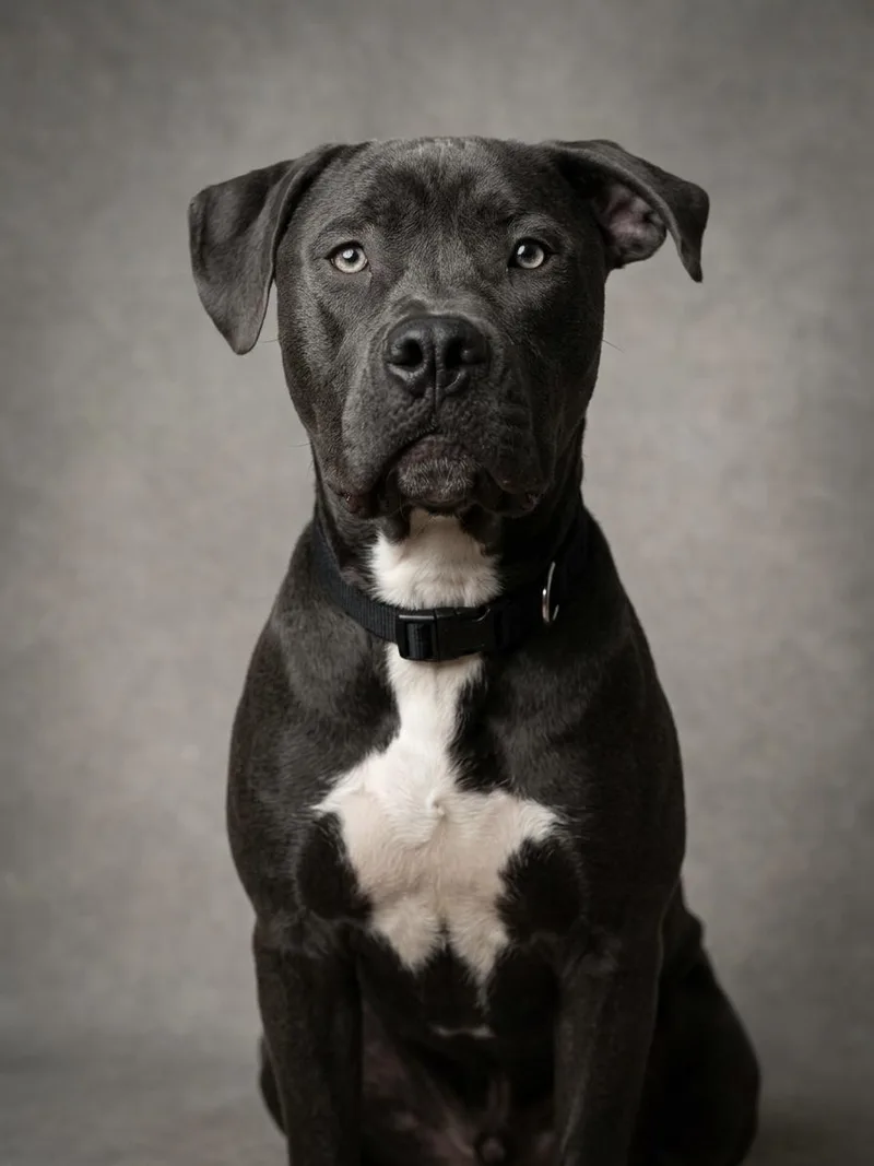 An adult large-sized male Gray / Blue / Silver Cane Corso dog named BigX for adoption in Proctorville, OH
