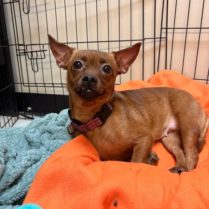 An adult small-sized female Brown / Chocolate Chihuahua dog named Aiko Koko for adoption in West Chester, PA