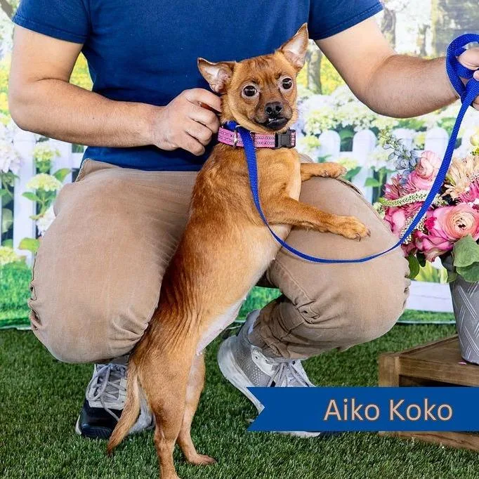 Aiko Koko thumbnail 3