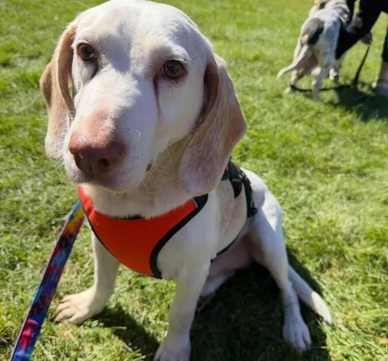 An adult medium-sized male Beagle dog named Desi for adoption in Cowlesville, NY