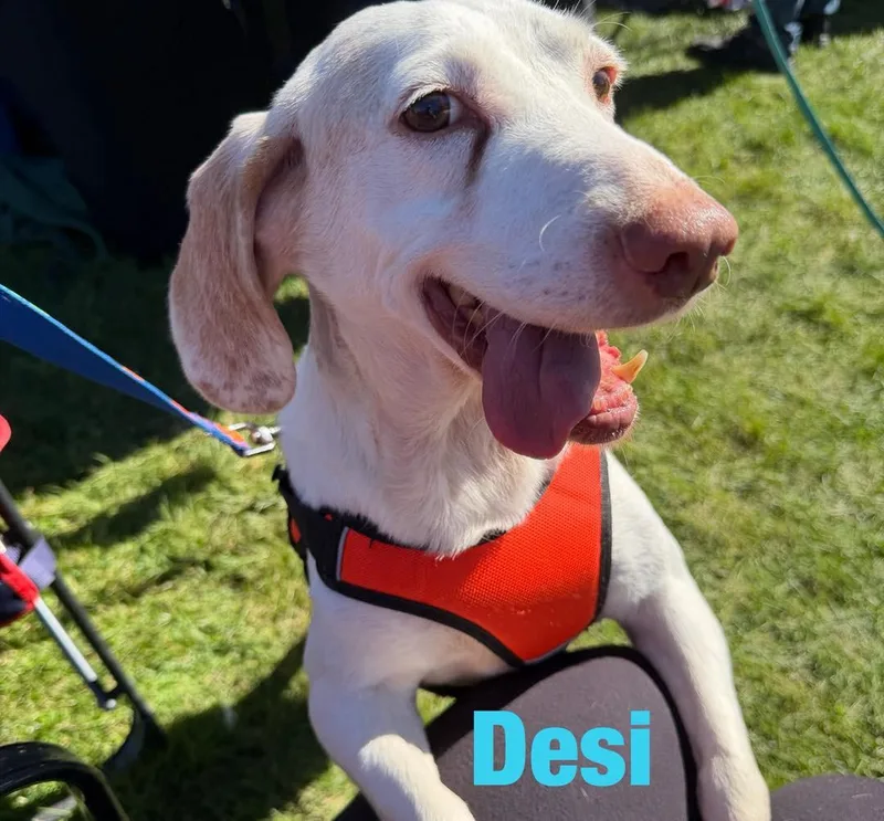 Desi thumbnail 2