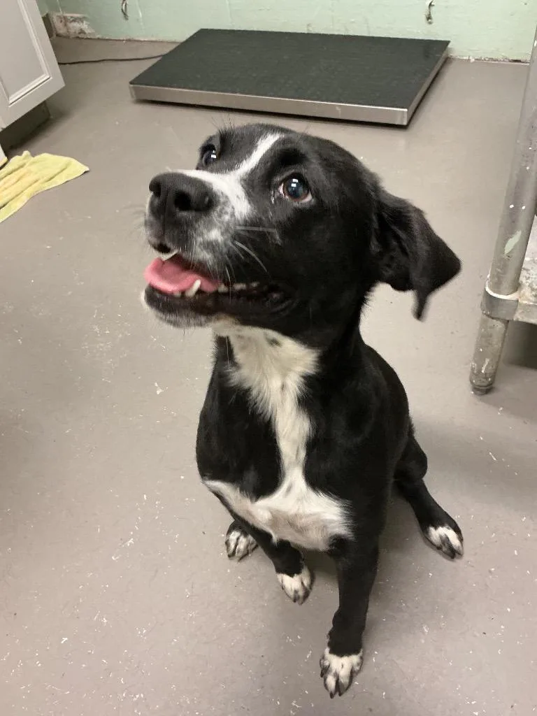 A young medium-sized male Mixed Breed dog named Gimli for adoption in Dyersburg, TN