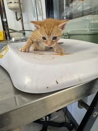 A baby small-sized male Domestic Short Hair cat named Minn for adoption in West Chester, PA