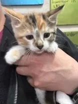 A young medium-sized female Calico Domestic Short Hair cat named Thumbelina for adoption in Manitowoc, WI