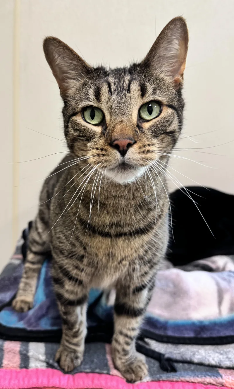 An adult medium-sized male Domestic Short Hair cat named Hermes for adoption in Binghamton, NY