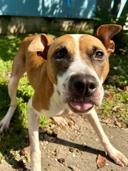 An adult large-sized female Mixed Breed dog named Kevina for adoption in New Orleans, LA