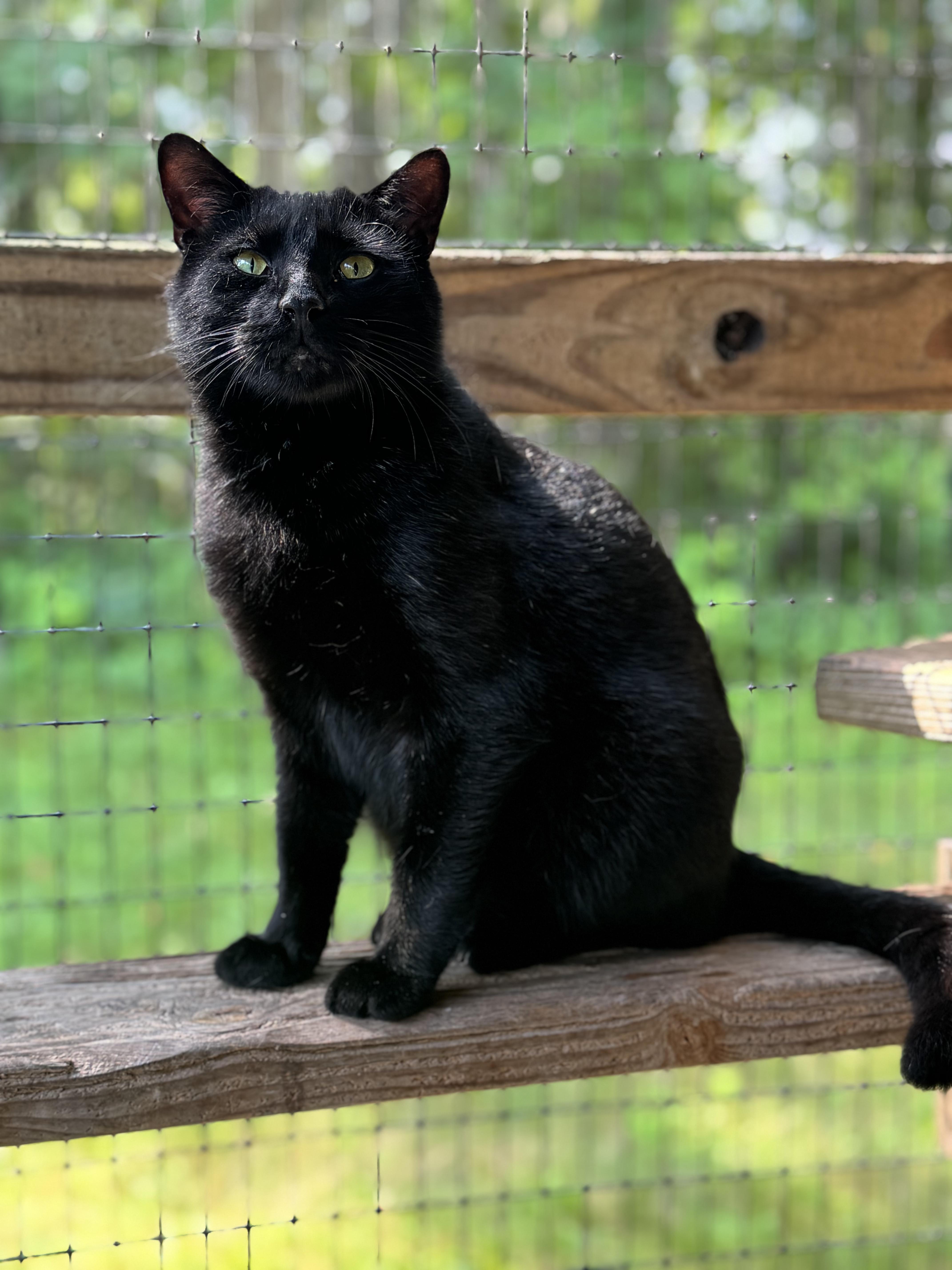 Wolfie & Gucci thumbnail 3