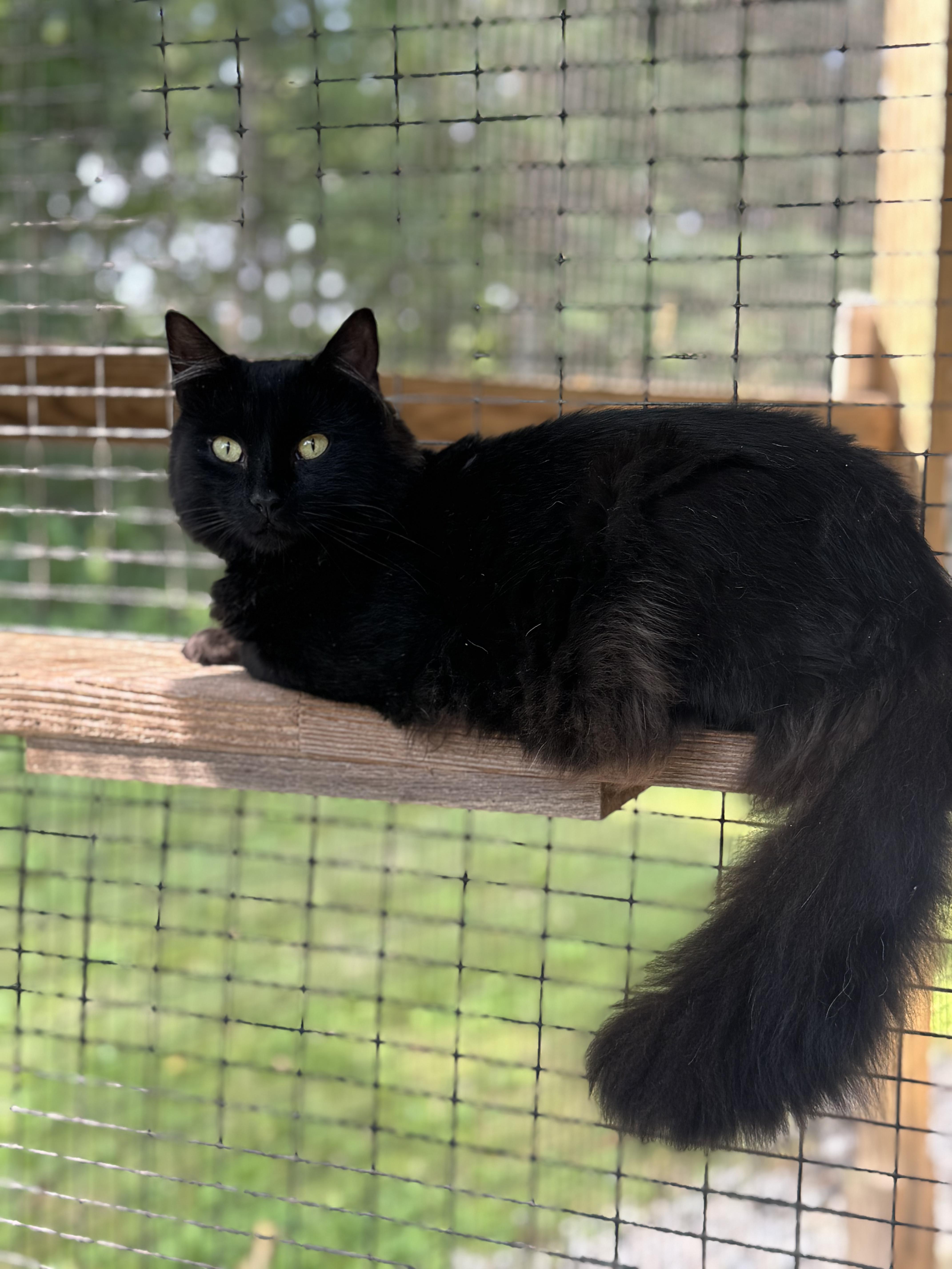 Wolfie & Gucci thumbnail 4