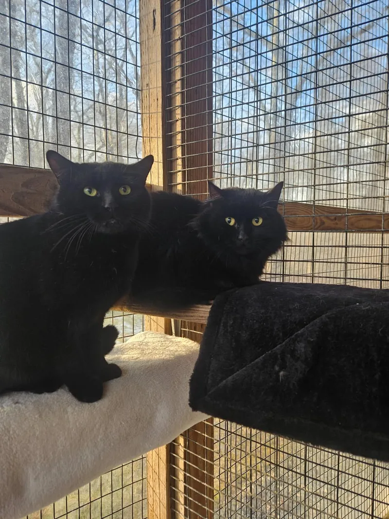 Wolfie & Gucci thumbnail 5