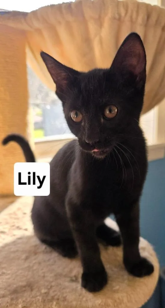 A baby medium-sized female Domestic Short Hair cat named Lily for adoption in Bossier City, LA