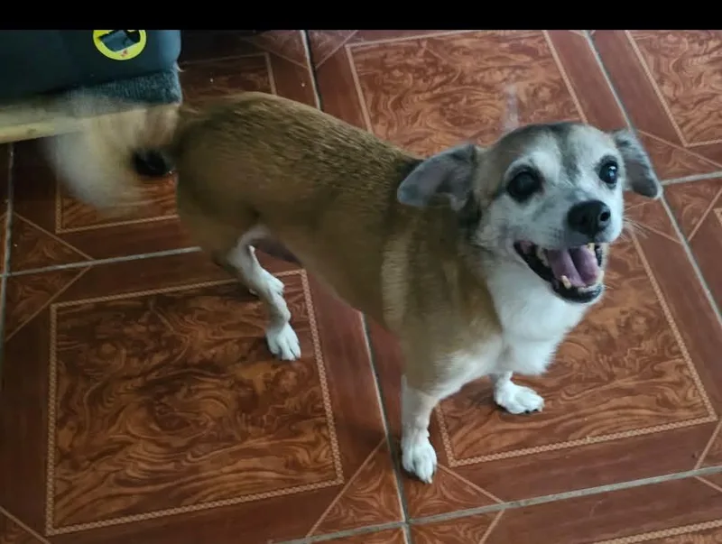 A senior small-sized female Brown / Chocolate Chihuahua dog named Abby for adoption in Ozone Park, NY