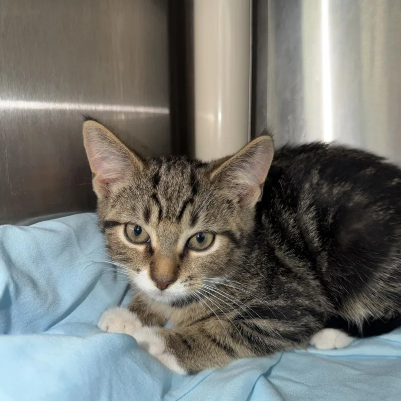 A baby small-sized female Brown / Chocolate Domestic Short Hair cat named Ethel for adoption in Philadelphia, PA