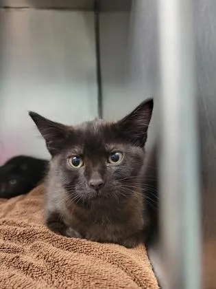 A baby small-sized male Domestic Short Hair cat named Even for adoption in Fishers, IN
