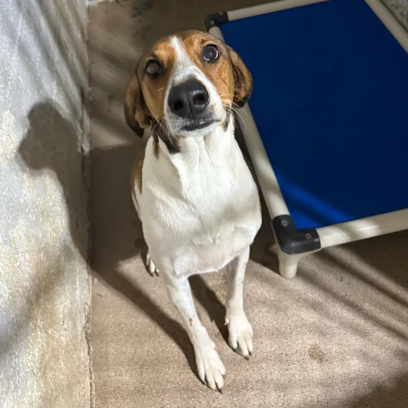 An adult medium-sized female Red / Chestnut / Orange Basset Hound dog named Maya for adoption in Casa Grande, AZ