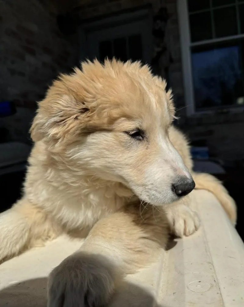 A baby large-sized female Great Pyrenees dog named Geraldina for adoption in Allen, TX