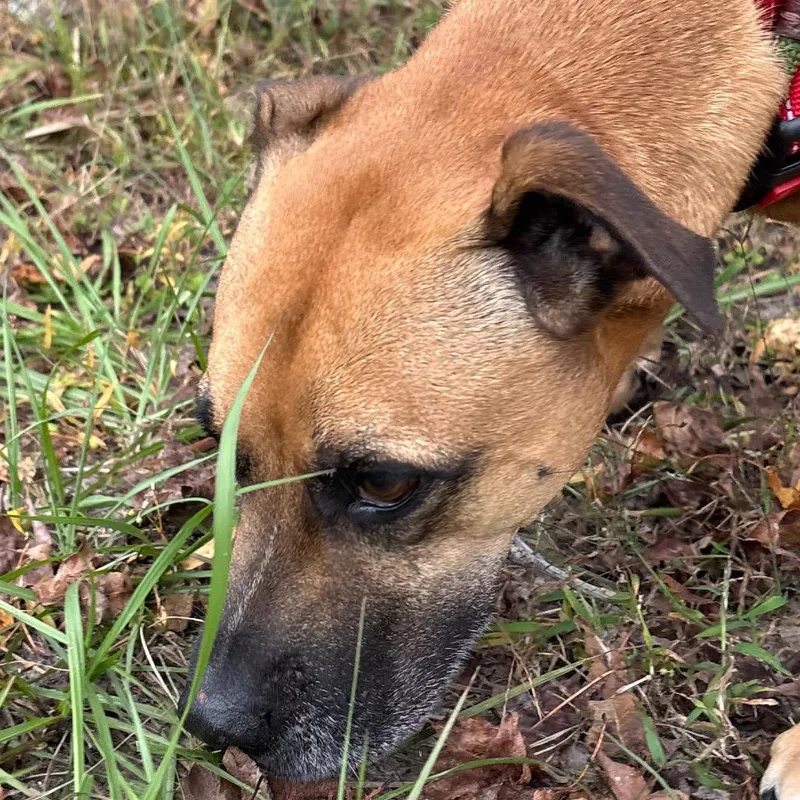 A senior large-sized male Yellow / Tan / Blond / Fawn Mastiff dog named Brownie for adoption in Middleburg, FL