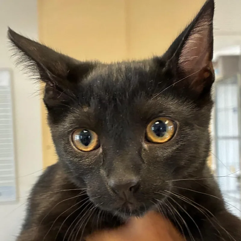 A baby small-sized male Black Domestic Short Hair cat named Schmidt for adoption in Santa Barbara, CA