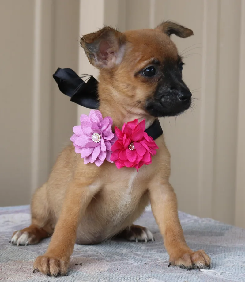 A baby small-sized female Apricot / Beige Cairn Terrier dog named Bitsy for adoption in Bandera, TX