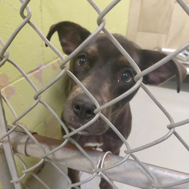 A baby medium-sized female Black Pit Bull Terrier dog named Cleo for adoption in Springfield, IL