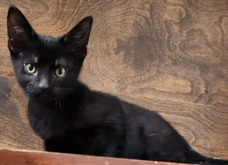A young medium-sized female Black Domestic Medium Hair cat named Charlotte for adoption in Mesquite, NV