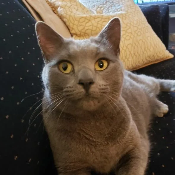 An adult large-sized female Domestic Short Hair cat named Cassie for adoption in Cumming, GA