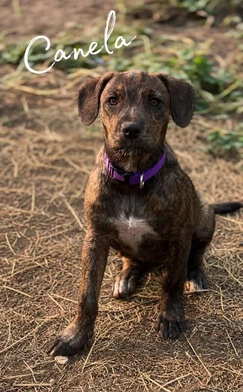 A young large-sized female Brindle Labrador Retriever dog named Canela for adoption in North Bend, WA