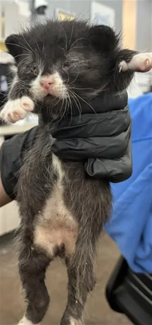 A baby medium-sized male Domestic Short Hair cat named Sailor for adoption in Dallas, TX
