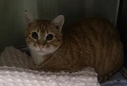 A young medium-sized male Domestic Short Hair cat named Nugget for adoption in Clinton, MO