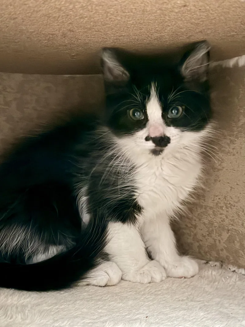 A baby small-sized female Domestic Short Hair cat named Tigress for adoption in Hurricane, UT