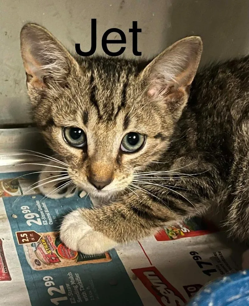 A baby small-sized male Domestic Short Hair cat named Jet for adoption in Princeton, IN