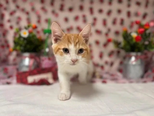 A baby small-sized male Domestic Short Hair cat named George for adoption in Fairfield, CA