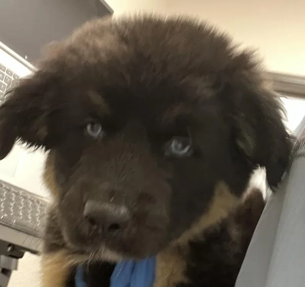A baby medium-sized female Labrador Retriever dog named River for adoption in Vancouver, WA