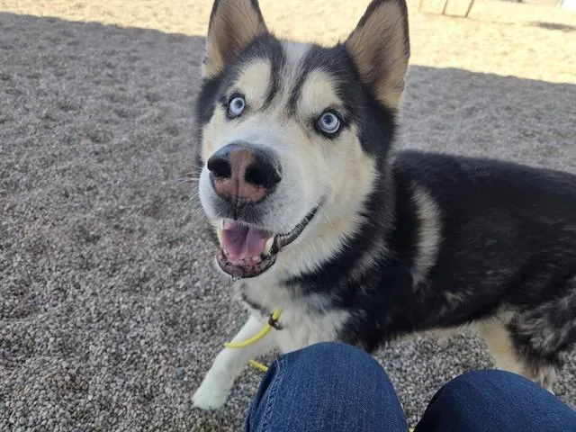 A senior medium-sized male Husky dog named Jack for adoption in Mesa, AZ