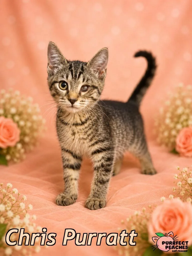 A baby medium-sized male Domestic Short Hair cat named Chris Purratt for adoption in Douglasville, GA