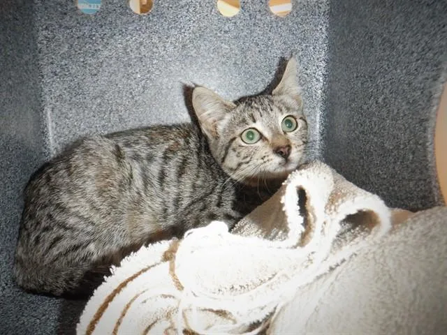 A baby large-sized female Domestic Short Hair cat named Tabitha for adoption in San Jose, CA