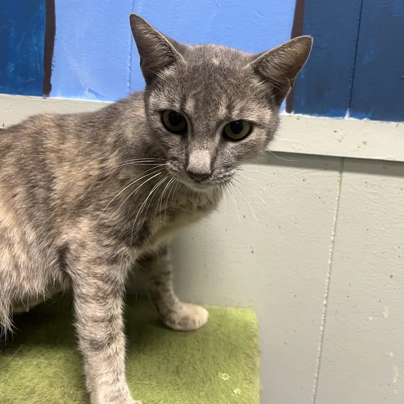 An adult medium-sized female Gray / Blue / Silver Domestic Short Hair cat named Pumpkin for adoption in Clanton, AL