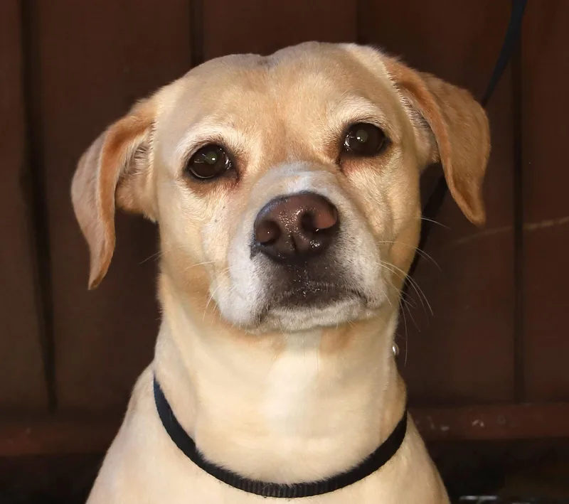 An adult medium-sized female Yellow Labrador Retriever dog named Sara for adoption in Oakland Park, FL