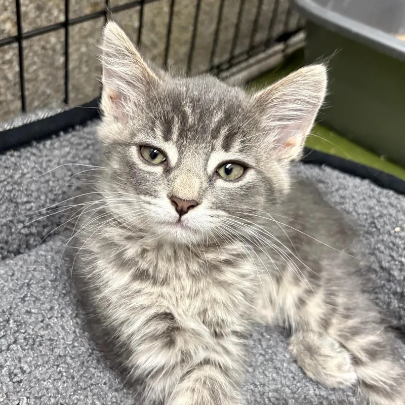 A baby small-sized female Gray / Blue / Silver Domestic Short Hair cat named Fi for adoption in Detroit Lakes, MN