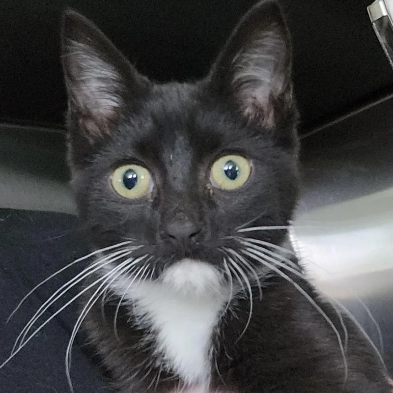 A baby small-sized male Black Domestic Short Hair cat named Ball for adoption in Columbia Station, OH