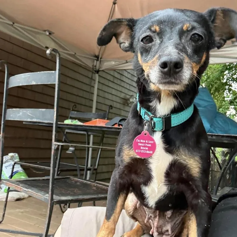 An adult small-sized female Chihuahua dog named Chloe for adoption in Groveland, MA
