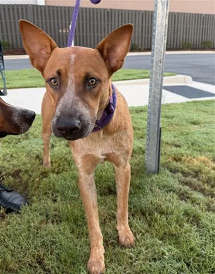 A young medium-sized male Australian Cattle Dog / Blue Heeler dog named Brew for adoption in Charlotte, NC