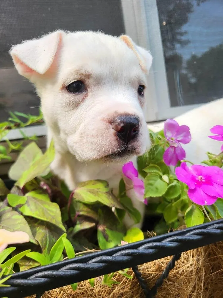 A baby medium-sized female White / Cream Pit Bull Terrier dog named Harper Lee for adoption in Pottstown, PA