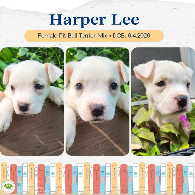 Harper Lee thumbnail 2