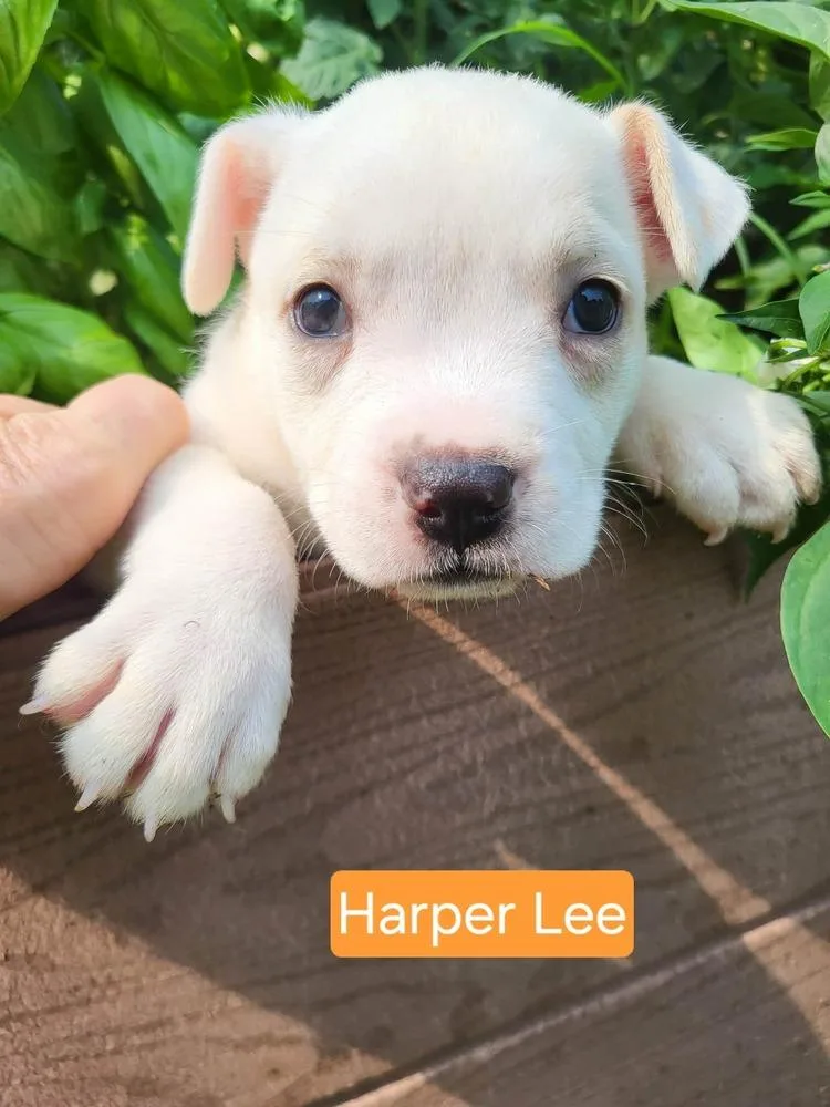 Harper Lee thumbnail 4