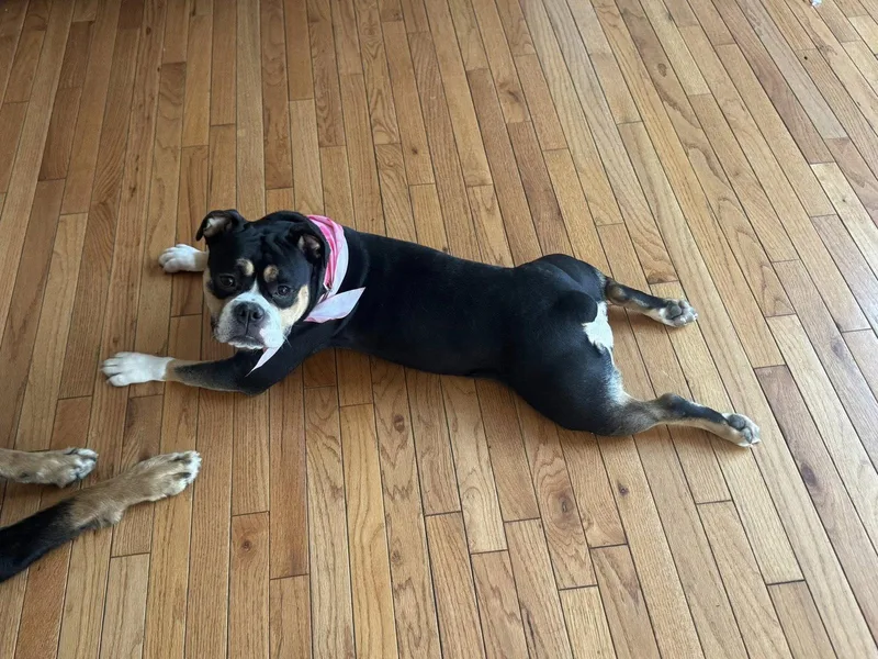 Sophie