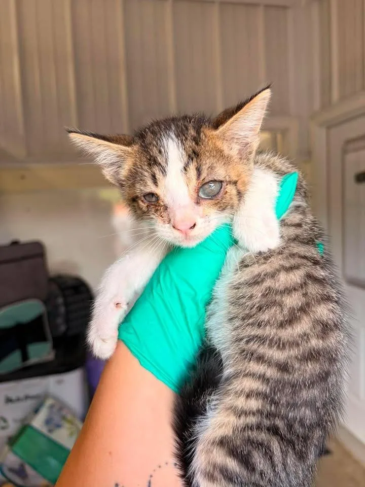 A baby small-sized male Domestic Short Hair cat named Raisin for adoption in Greensburg, IN