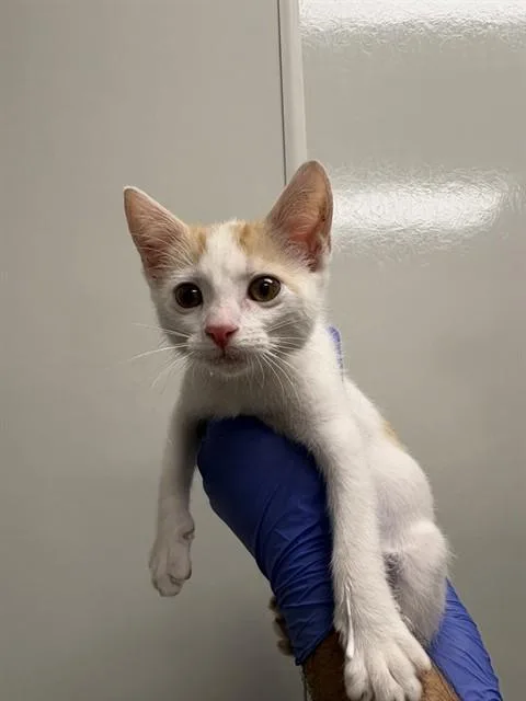 A baby small-sized female Domestic Medium Hair cat named Purrla for adoption in Ontario, CA