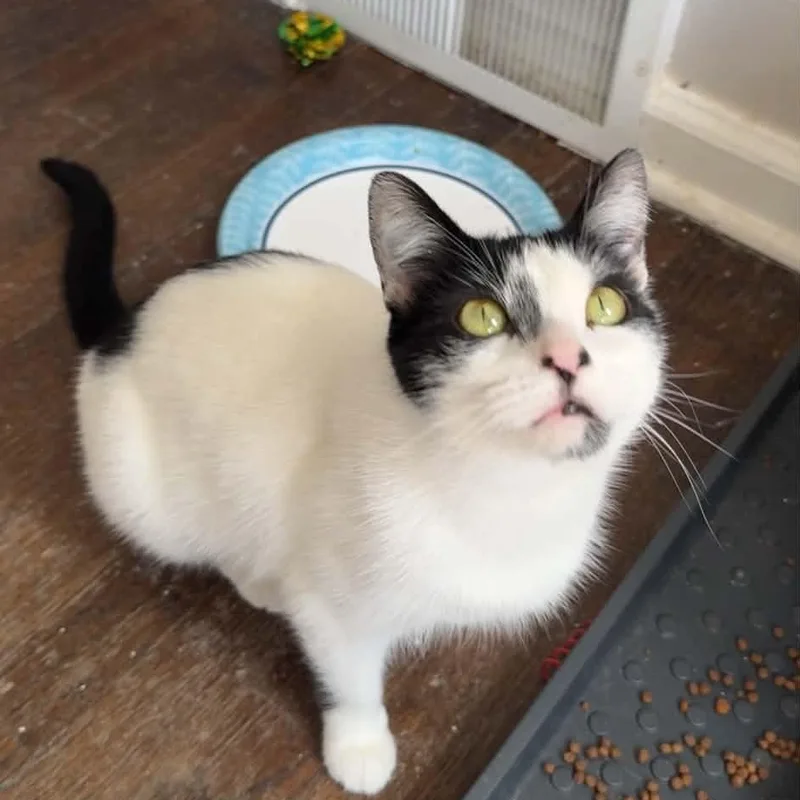 An adult medium-sized female Domestic Short Hair cat named Misty for adoption in Royal Oak, MI