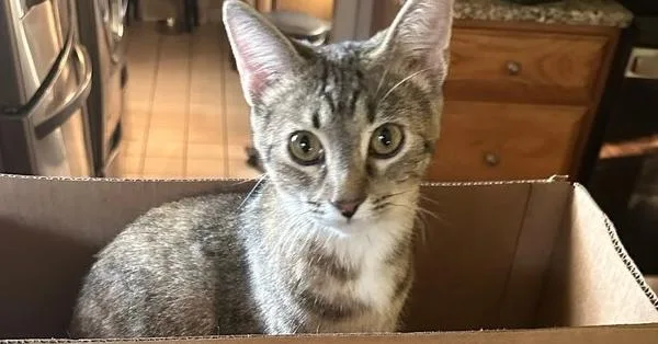 A young medium-sized female Domestic Short Hair cat named Harper Tabby Draminski for adoption in Peoria, IL