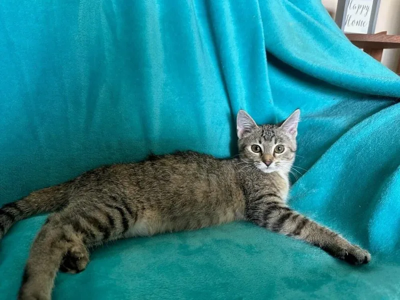 Harper Tabby Draminski thumbnail 2